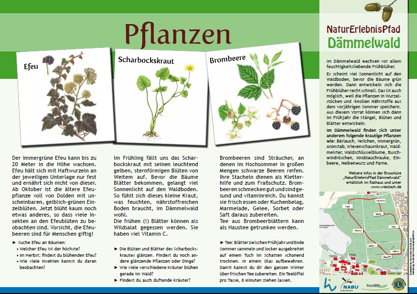 wald4_pflanzen