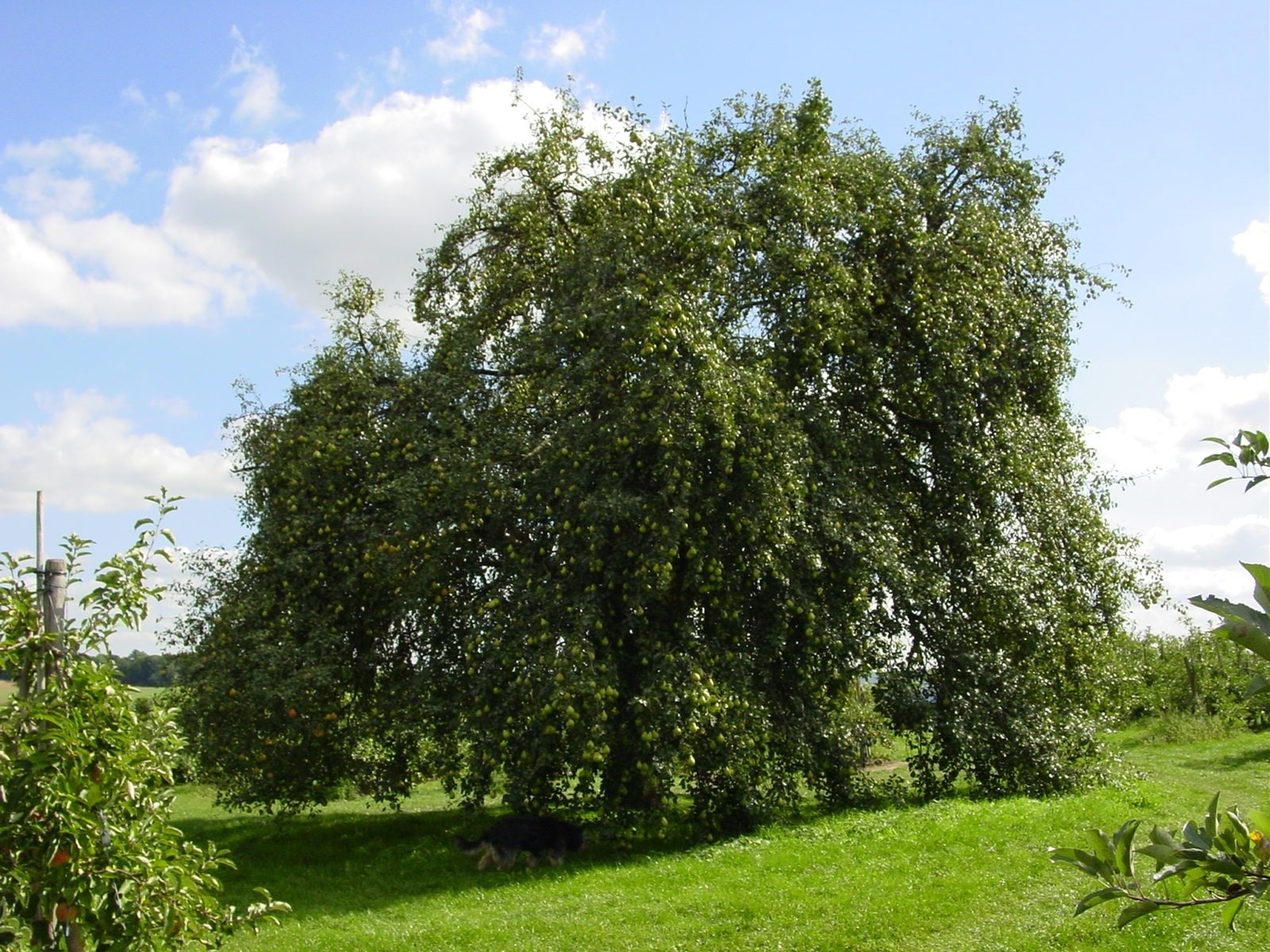 Bayrische Weinbirne.