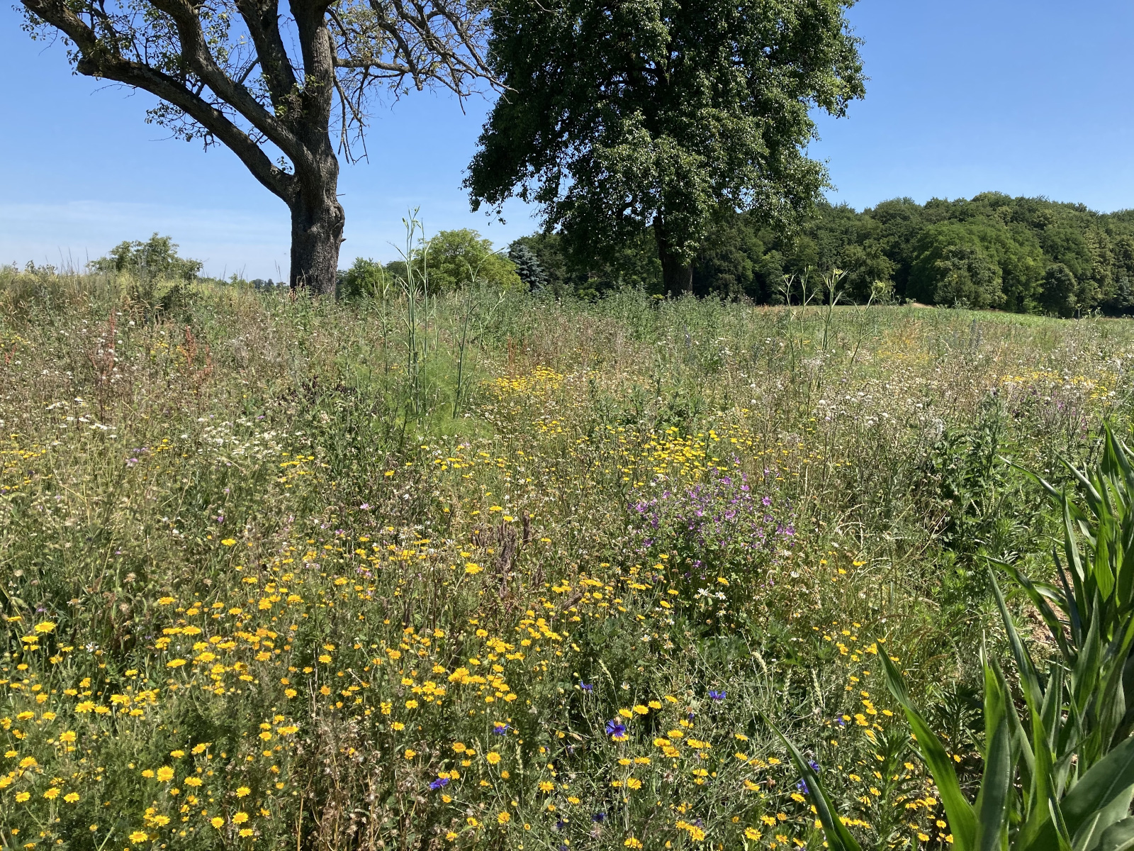 Blühende Wiesenlandschaft.