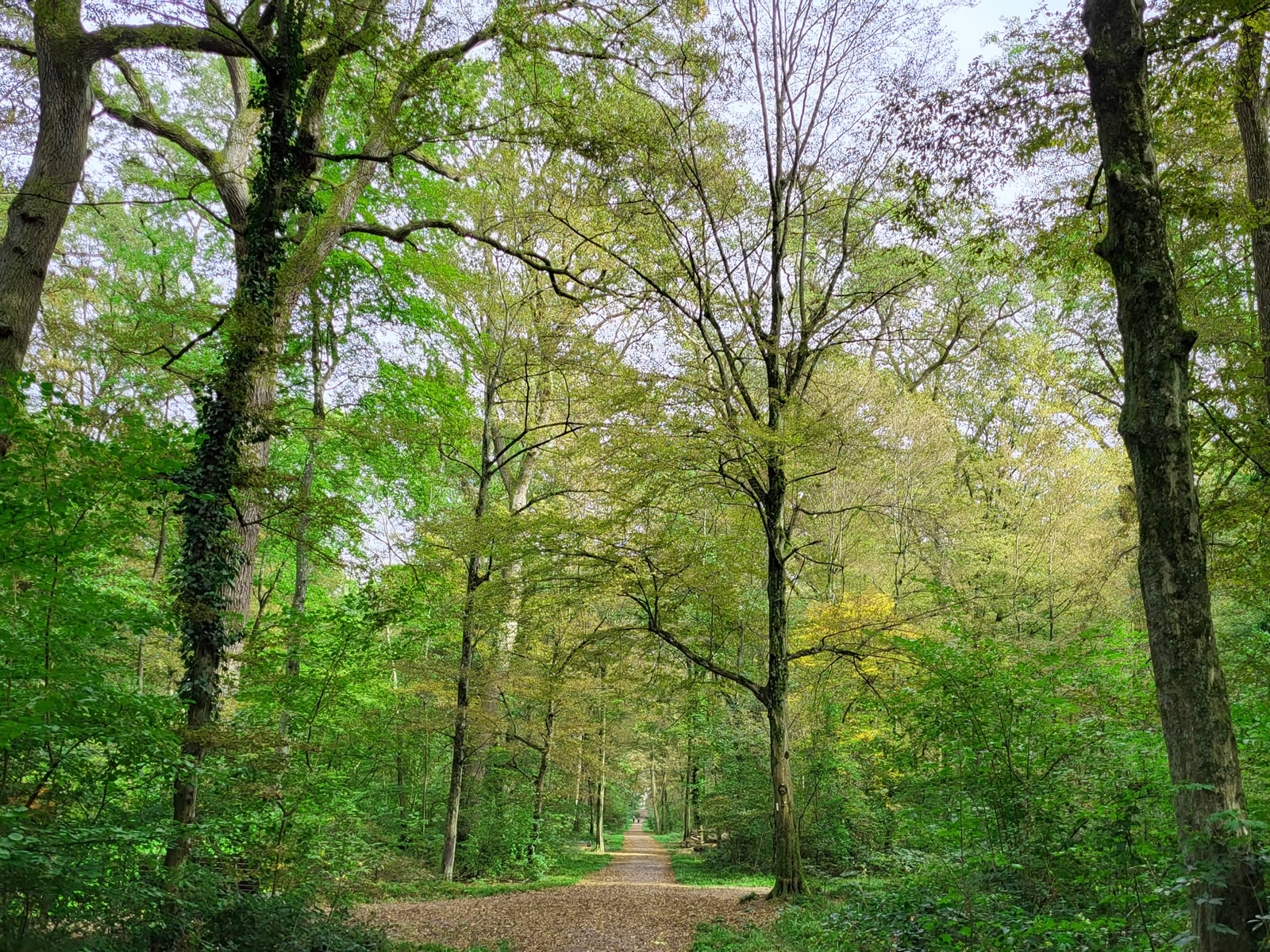 Hauptweg im Dämmelwald.