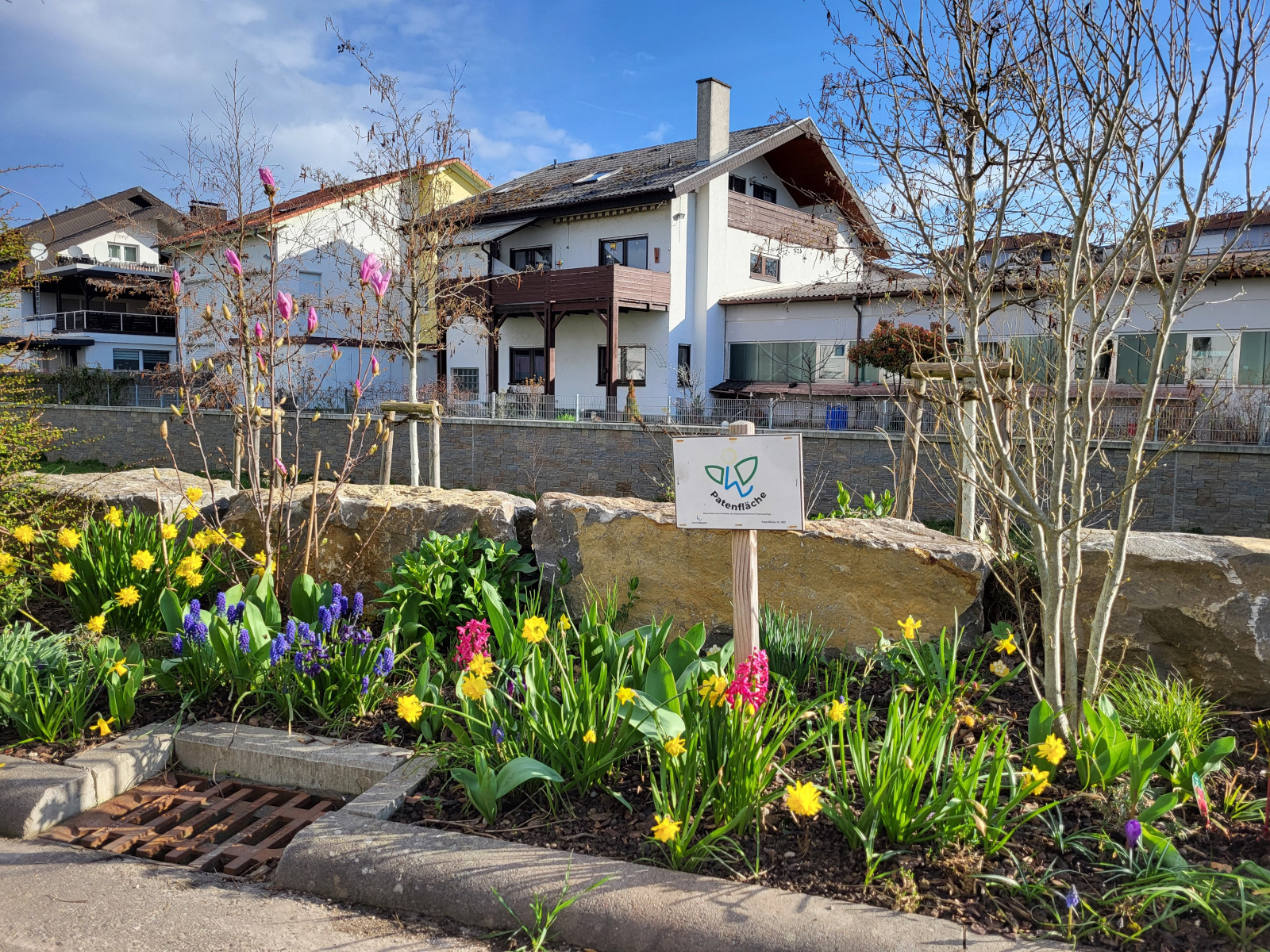 Pflegefläche mit blühenden Frühlingsblumen am Waldangelbach.